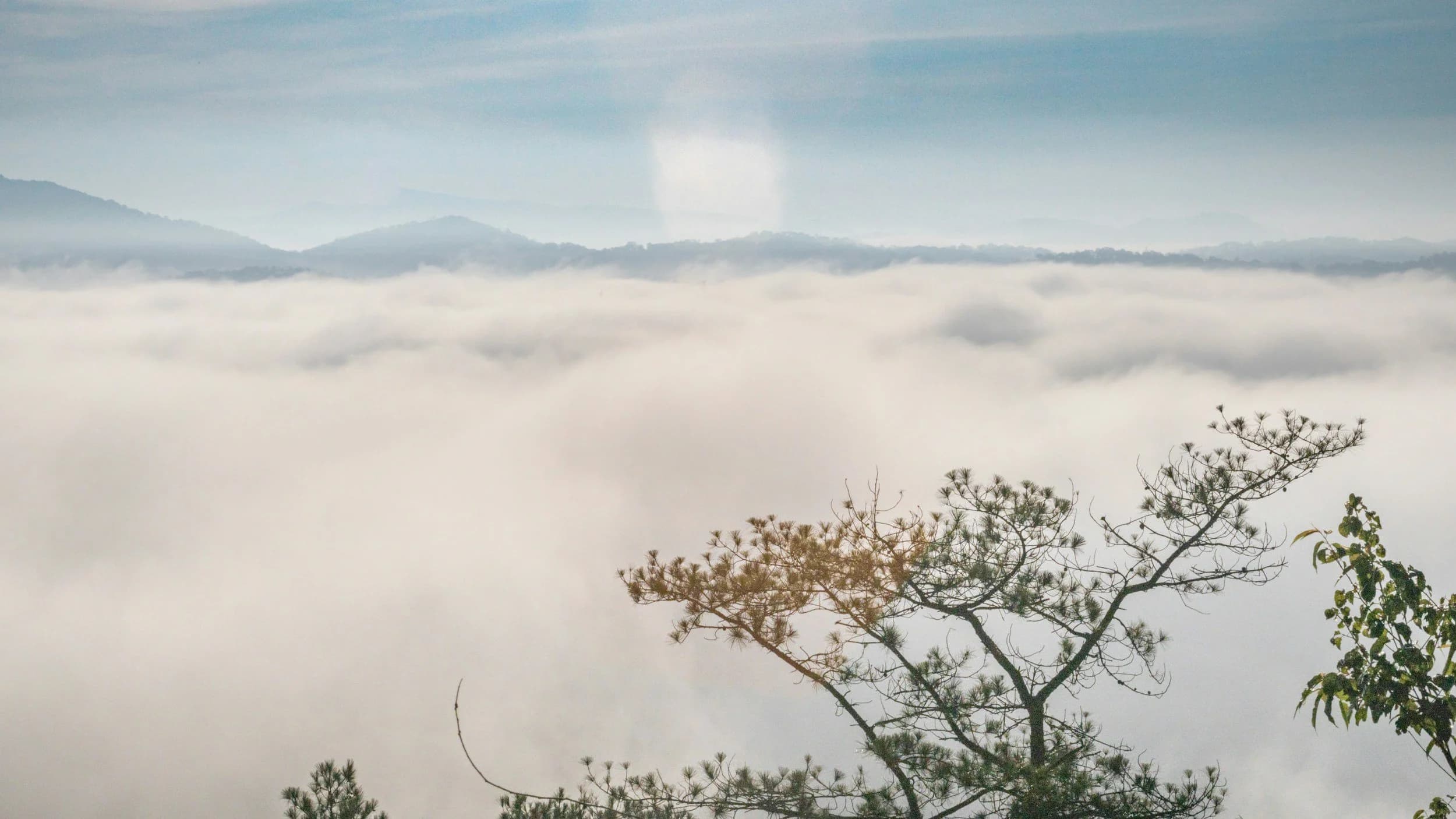 Pine forest in Đà Lạt, Vietnam — site of the PaperFrame•7 retreat